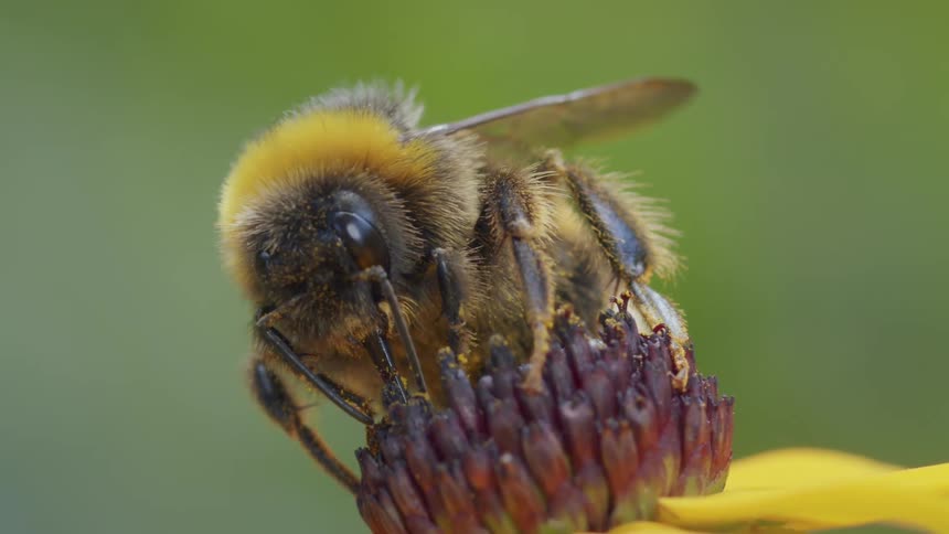 A macro close-up of a furry bumblebee gathering pollen from the center of a flower on a sunny day