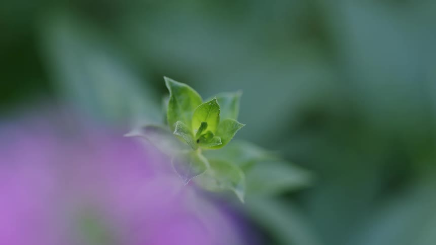 A close-up, macro shot shows a small, green leaf bud in sharp focus against a soft-focus background of green and purple hues