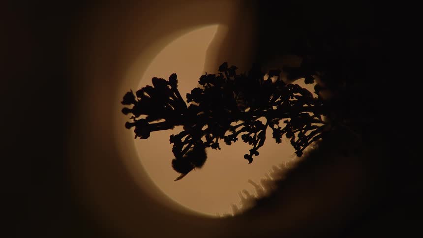 A close-up silhouette of a bumblebee pollinating a flower against the backdrop of a partial solar eclipse