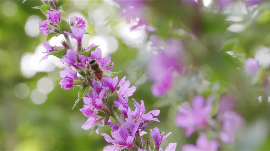 A honeybee in slow motion gathers nectar from a beautiful purple loosestrife flower