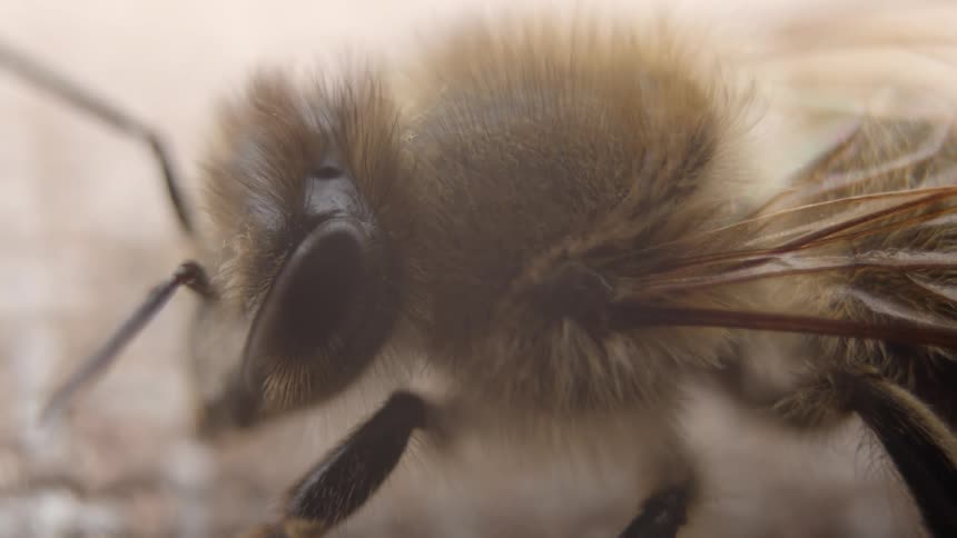 A macro close-up of a furry honey bee shows its compound eye and antennae in extreme detail