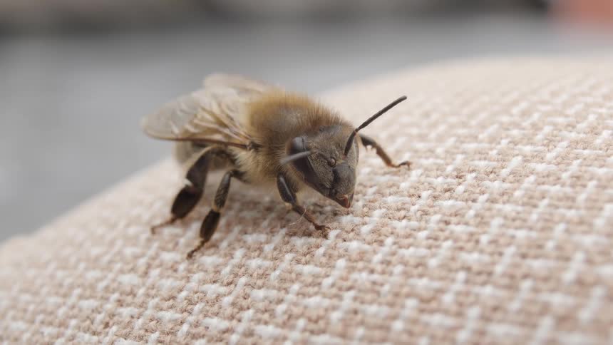 A detailed macro close-up of a honey bee resting on a textured fabric surface, moving its antennae and mouthparts