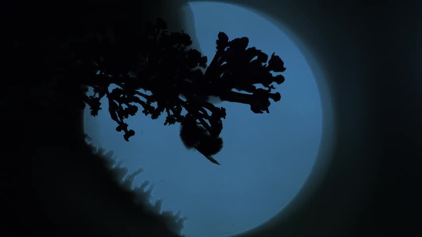 A silhouetted bumblebee rests on a flowering branch against a surreal blue full moon at night