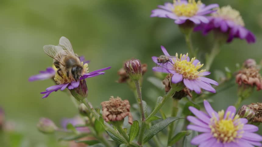 A honeybee collects nectar from a vibrant purple aster flower while a small fly rests on a nearby blossom