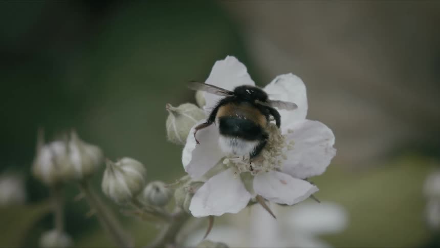 A fuzzy bumblebee collects pollen from a delicate white flower in slow motion before flying away