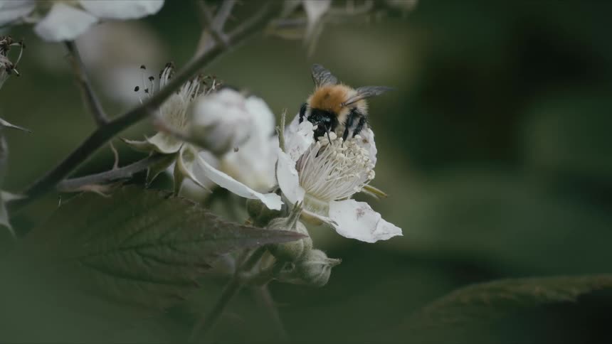 A macro slow-motion shot captures a busy bumblebee collecting pollen from a delicate white flower before flying away
