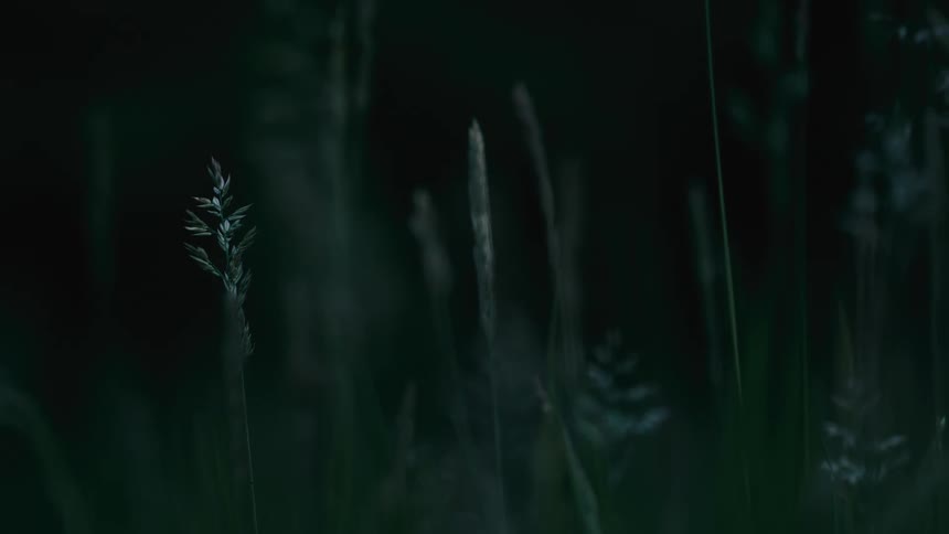 A lone blade of grass stands motionless in a dark field at dusk in a moody close-up shot