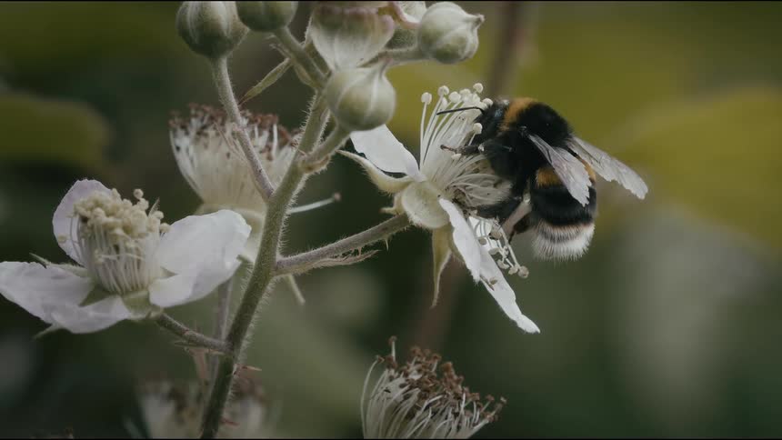 A bumblebee pollinates a white flower in a beautiful macro slow-motion shot before flying away