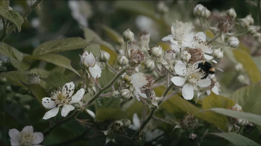 A bumblebee in slow motion flies onto a white flower to pollinate it amongst green leaves