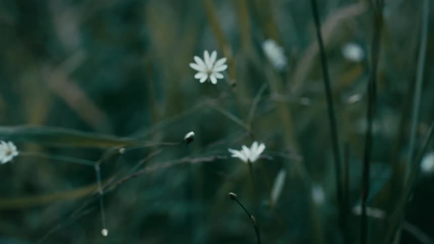 A tiny white wildflower slowly comes into focus amidst a field of lush green grass