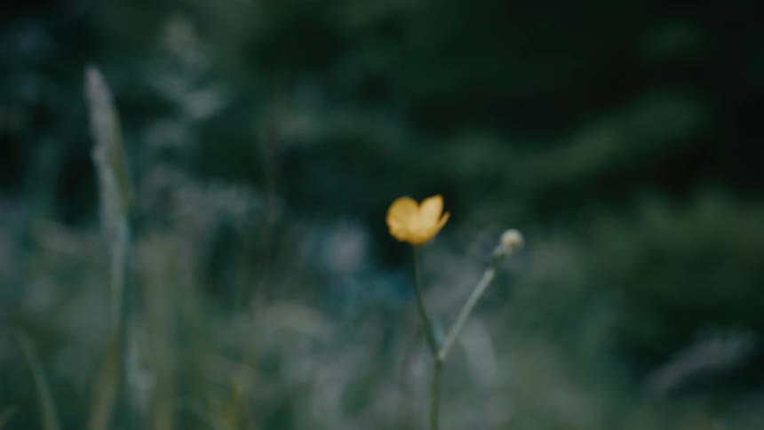 A close-up shot of a single yellow wildflower slowly coming into focus in a lush green meadow
