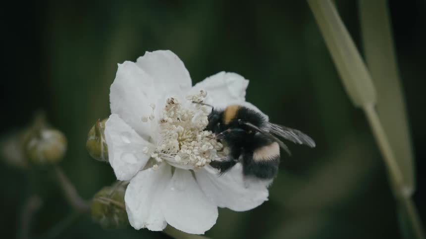 A fuzzy bumblebee flies in slow motion to pollinate a delicate white flower with dewdrops on its petals