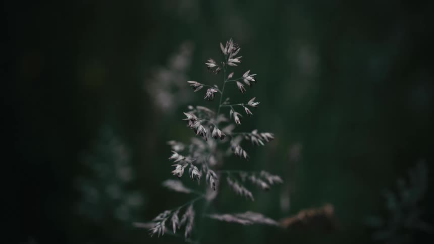 A static close-up shot of a single, delicate plant stalk against a dark and moody blurred background