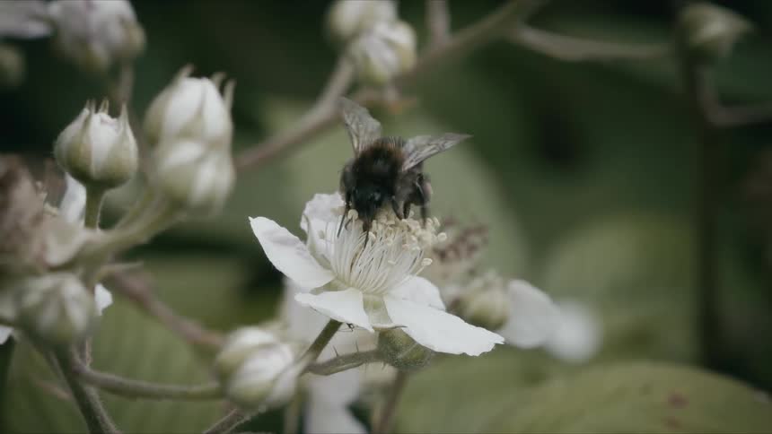 A fuzzy bumblebee pollinates a delicate white flower in slow motion before flying away