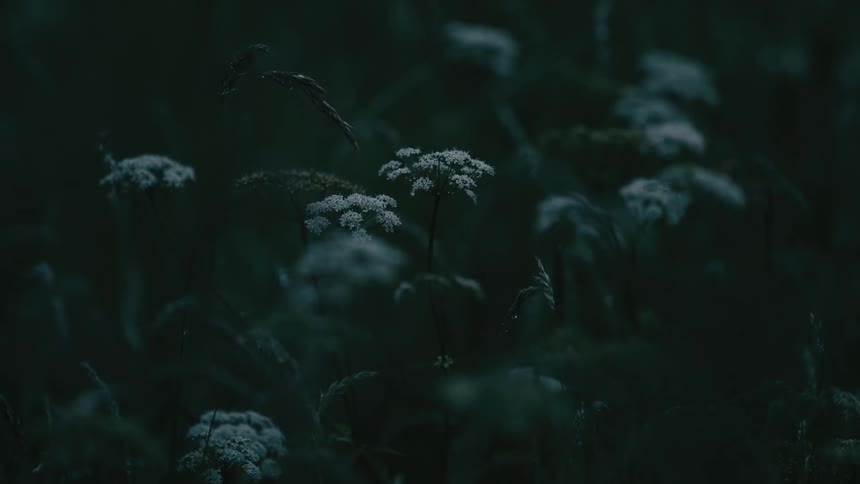 Delicate white wildflowers emerge from the deep shadows of a meadow at dusk