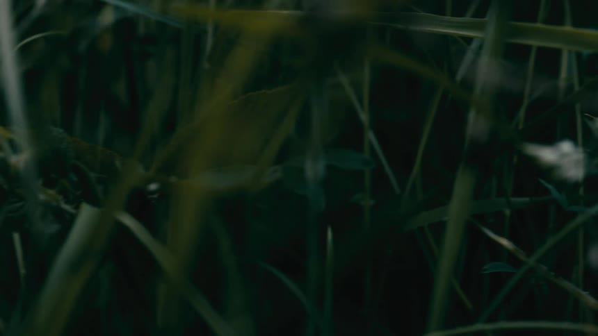 A moody close-up shot pans slowly across dark green blades of grass and wild foliage