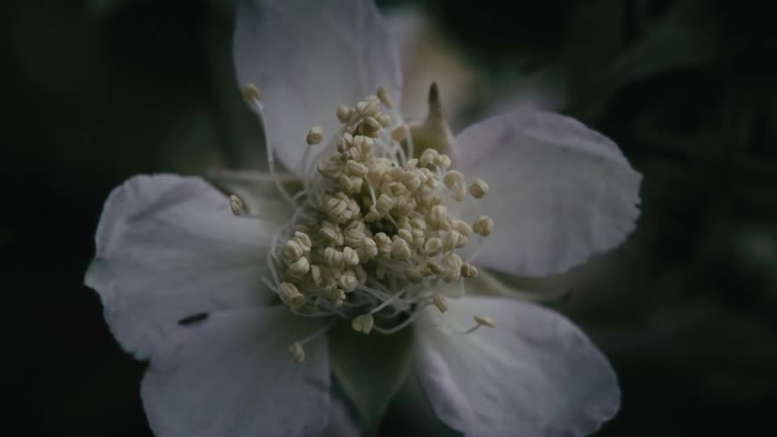 A moody, artistic macro close-up of a delicate white flower reveals its intricate details as a tiny ant crawls across a petal