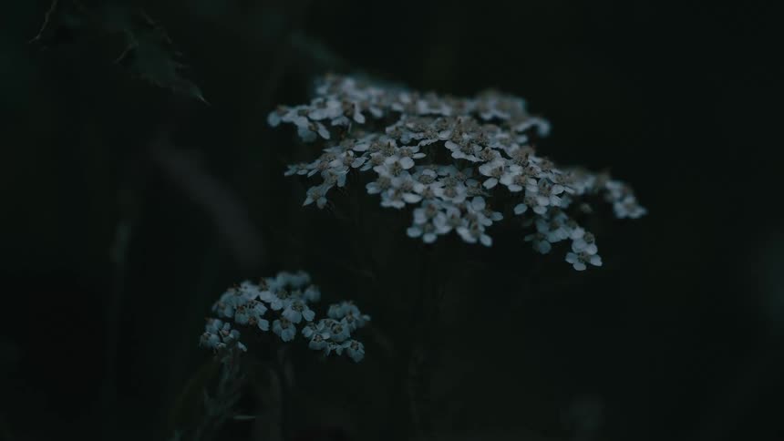 A moody close-up of small white flowers against a dark green background