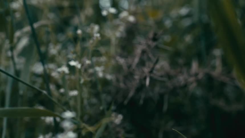 A slow focus pull reveals a sharp, thorny bush branch nestled amongst delicate white wildflowers and green grass