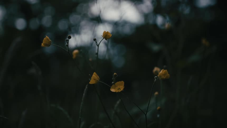 Delicate yellow wildflowers remain still against a dark and moody out-of-focus natural background