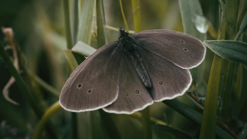 A macro shot of a brown ringlet butterfly with open wings resting on a blade of grass before flying away
