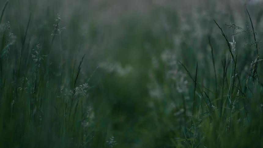 A tranquil, soft-focus shot of a lush green meadow filled with tall grass at twilight