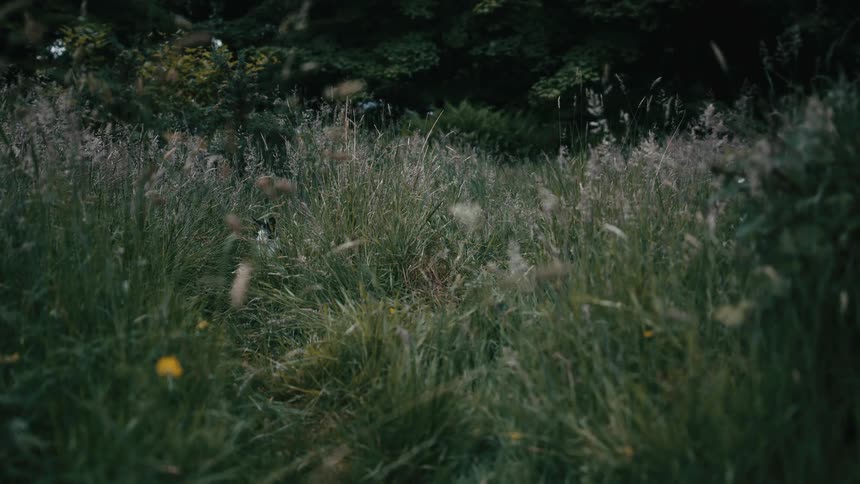 A small black and white Cavalier King Charles Spaniel curiously peeks out while hiding in tall green grass
