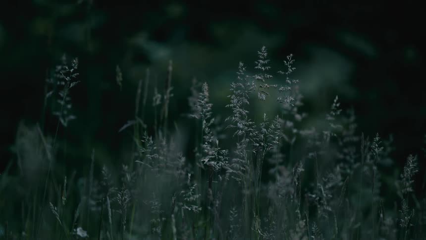A serene close-up of wild grass blades standing motionless in the dim light of a dark, peaceful evening