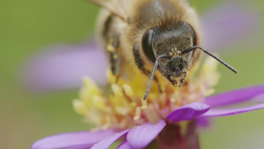 An extreme close-up macro shot shows a honeybee covered in yellow pollen resting on a purple flower