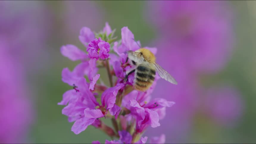 A fuzzy bee pollinates a vibrant purple flower and flies away in a beautiful slow-motion macro shot