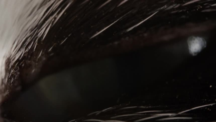 The eye of a striped skunk opens and closes in an intimate macro detail shot