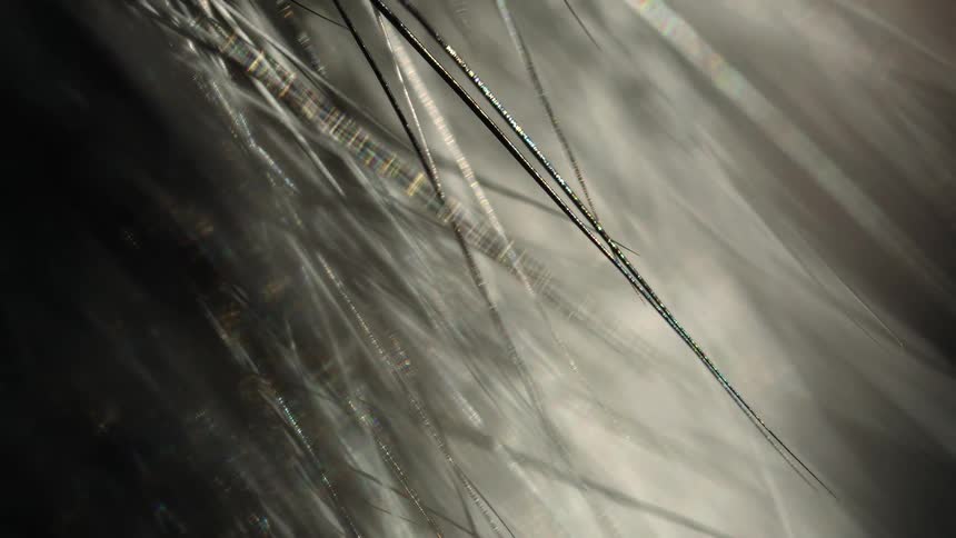A dramatic and abstract macro shot of fine, hair-like fibers catching the light