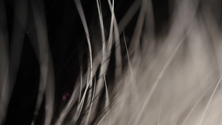 An extreme close-up view of delicate white and black animal hairs against a dark background