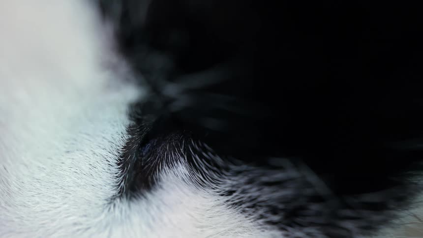 An abstract macro view of a sleeping cat's closed eyelid, showcasing the fine detail of its black and white fur