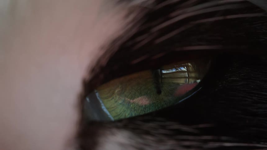 A mesmerizing extreme close-up of a domestic cat's green eye showing the details of the iris and the reflection of a window