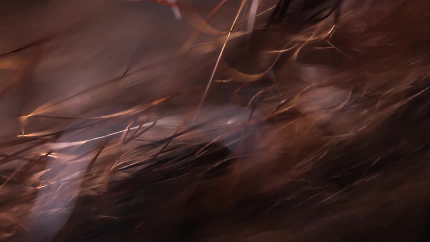 A detailed macro view of the intricate texture of brown and black animal fur