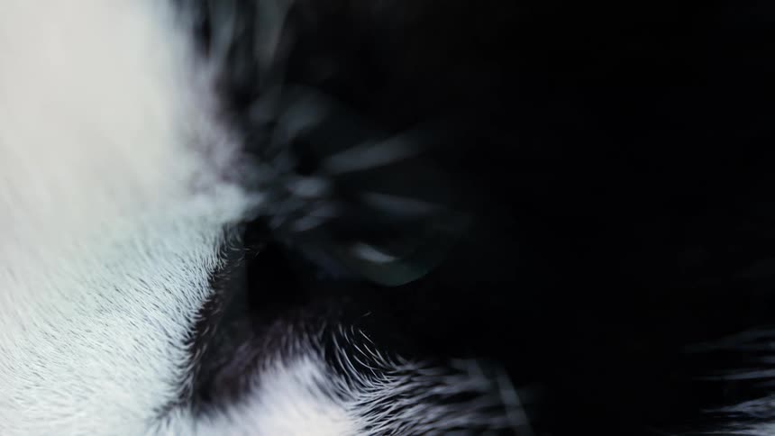 An extreme macro close-up of a sleeping black and white cat's eye as it gently twitches