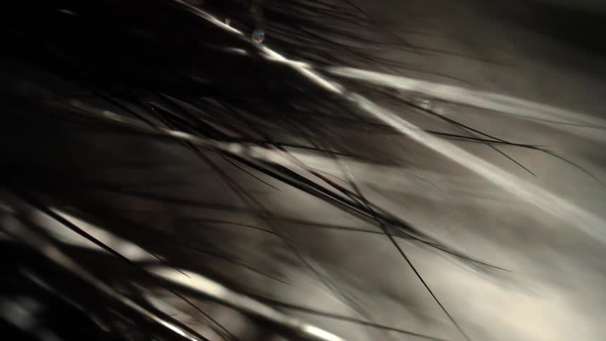 Monochromatic macro view of dark, fine hairs with a soft focus and dramatic light