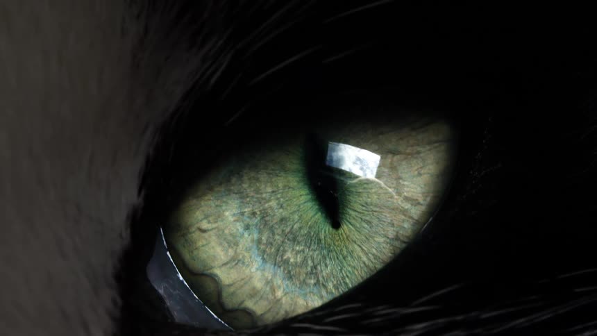 Mesmerizing macro shot of a cat's vibrant green eye with its pupil reacting to changing light