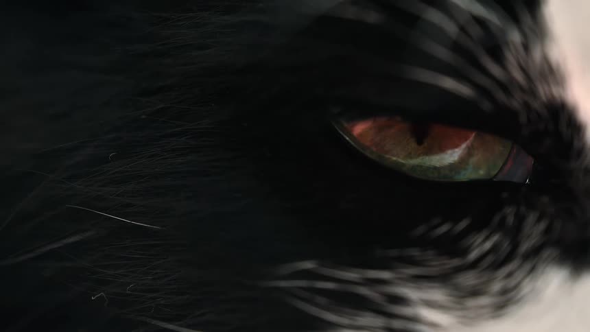 An extreme macro close-up of a black cat's eye as it slowly closes