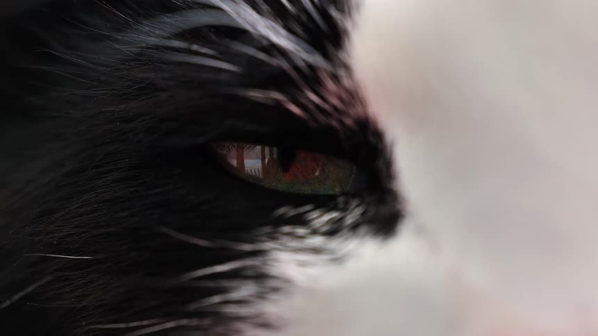 An intense macro shot captures the details of a black and white cat's multicolored eye as it slowly blinks