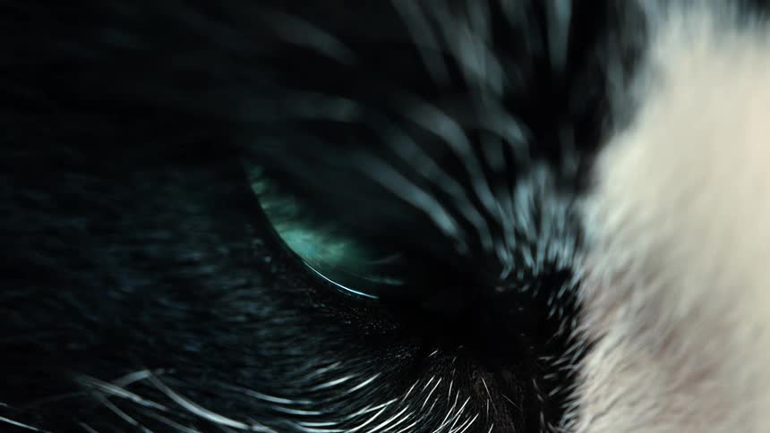 An extreme macro close-up of a black and white cat's intense green eye, with the pupil dilating
