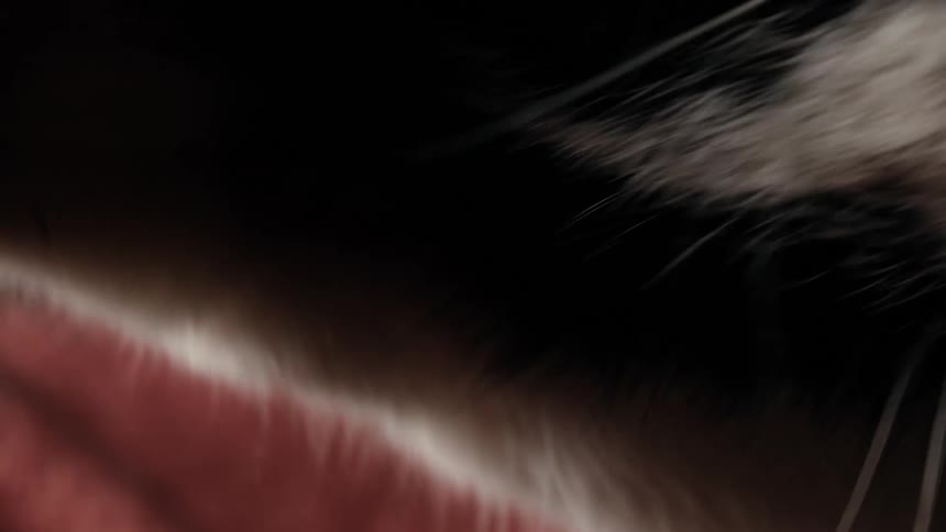 Extreme close-up of a black and white cat's pink tongue as it meticulously grooms its fluffy white paw