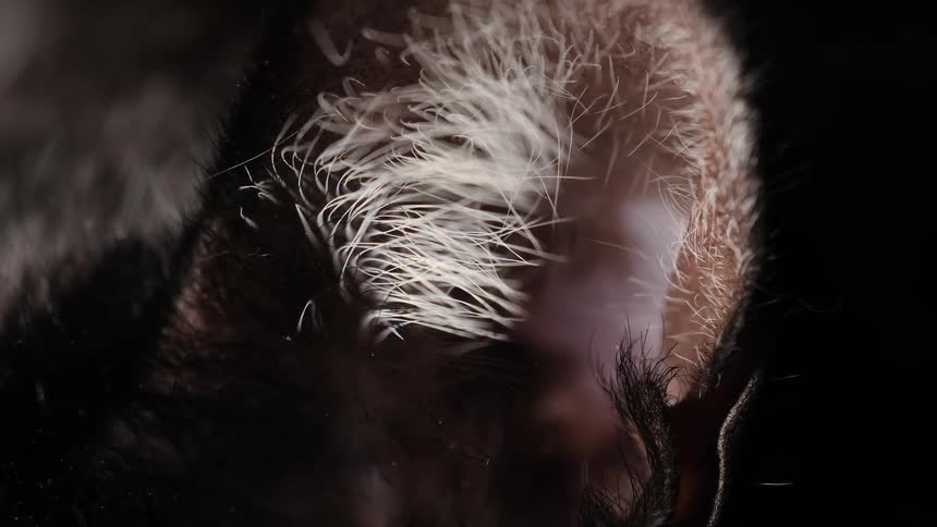 Extreme close-up view of the white fur on a sleeping bat's ear in the dark
