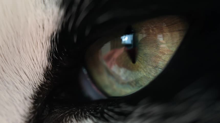 Seamless loop of an extreme macro shot of a captivating cat's eye with black and white fur