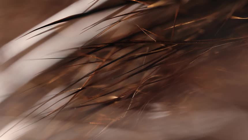 An extreme macro close-up of brown and black animal fur creates an abstract texture