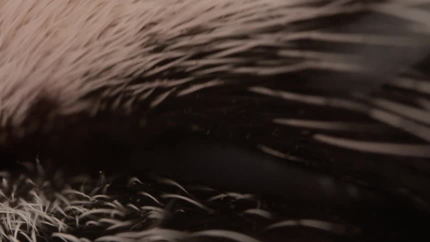 An extreme macro shot captures the intricate details of a penguin's eye as it blinks slowly