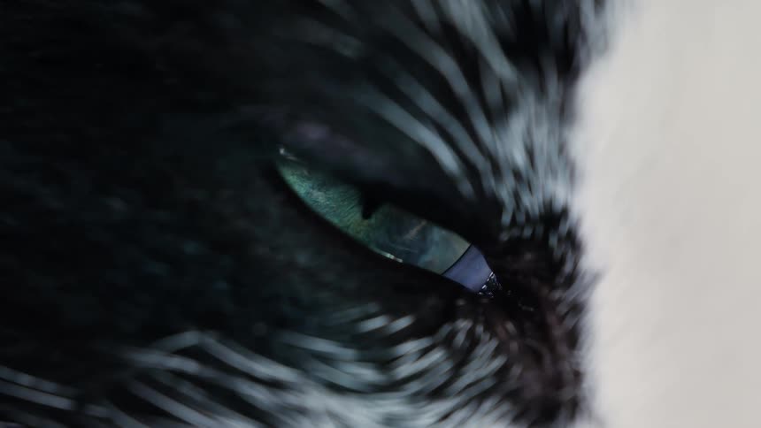 Extreme close-up macro shot of a black cat's green eye, with the pupil slowly dilating and constricting