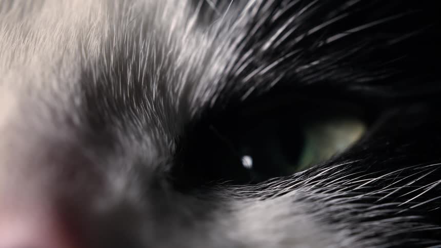 An extreme macro close-up reveals the piercing green eye of a black and white cat as it slowly opens