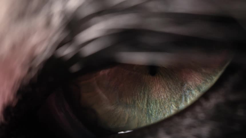 An intense macro shot captures the dilating pupil of a mysterious predatory animal's eye